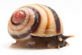 Acavus haemastoma haemastoma Mirrisa, Sri Lanka semiadult, 25 mm
